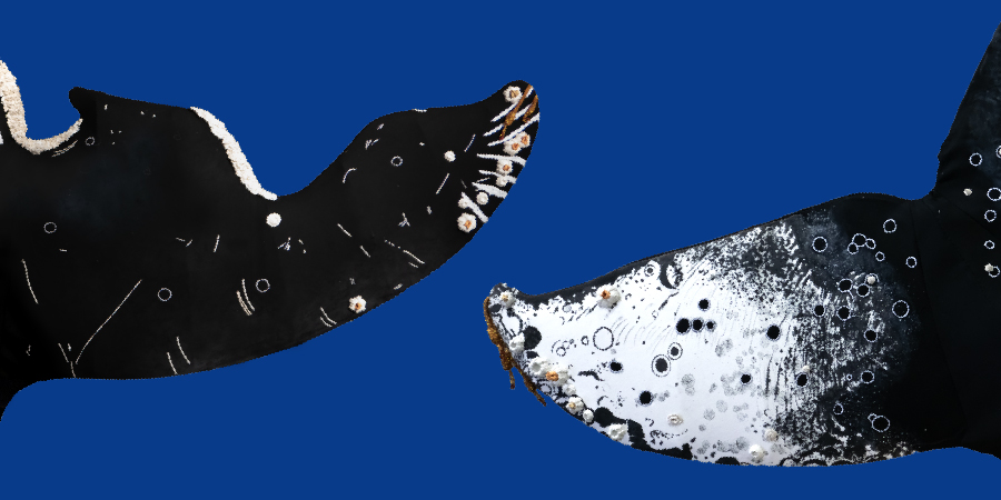 Carolina Caycedo: Salute of the Whales